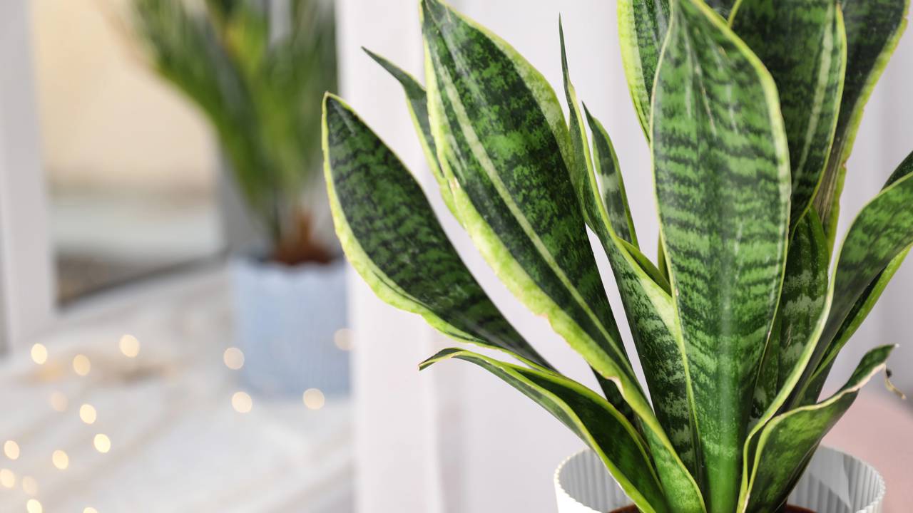 Planta poderosa que purifica o ar, afasta más energias e decora ambientes, unindo proteção, bem-estar e estilo diário