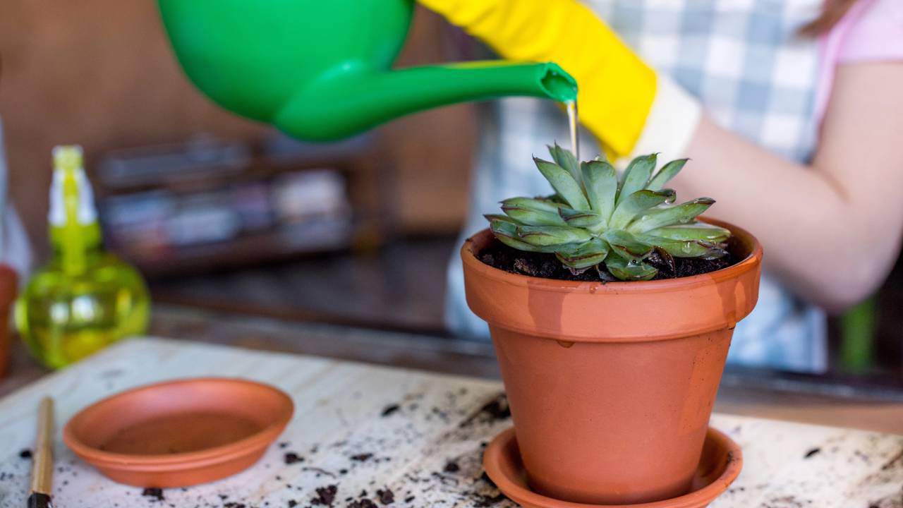 Quem cultiva suculenta em vaso pequeno costuma ignorar um detalhe importante. Entenda os sinais da planta e evite problemas.