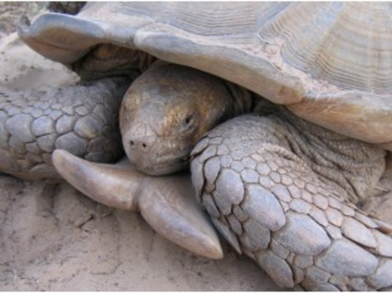 Macho adulto de Centrochelys sulcata do Senegal comescamas gulares divergentes