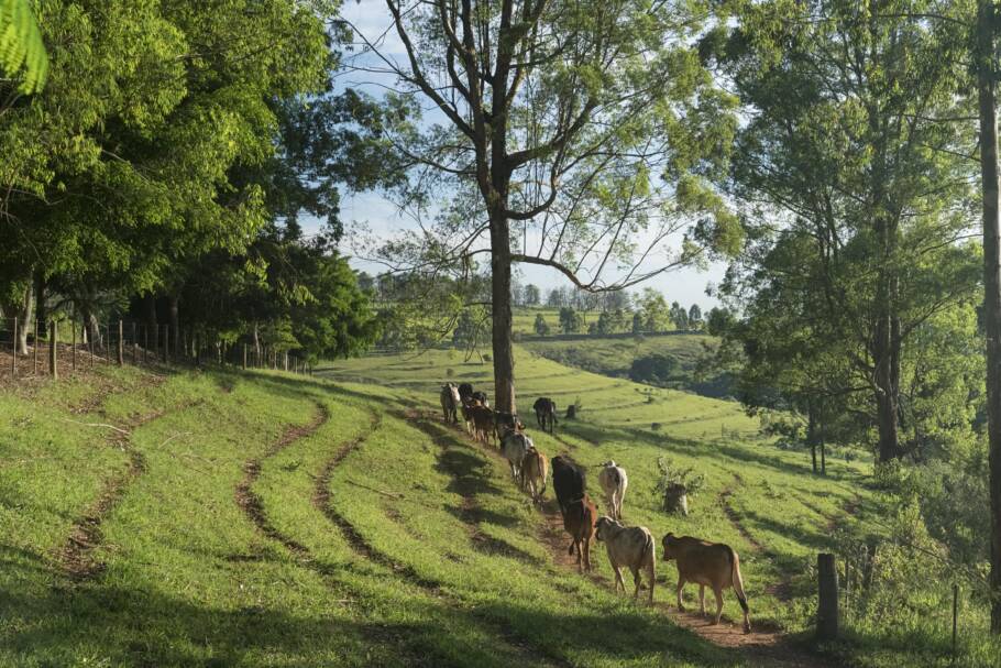 Fazenda Bela Vista, em Pardinho (SP), estreia programação com trilhas guiadas e workshop de fotografia e birdwatching