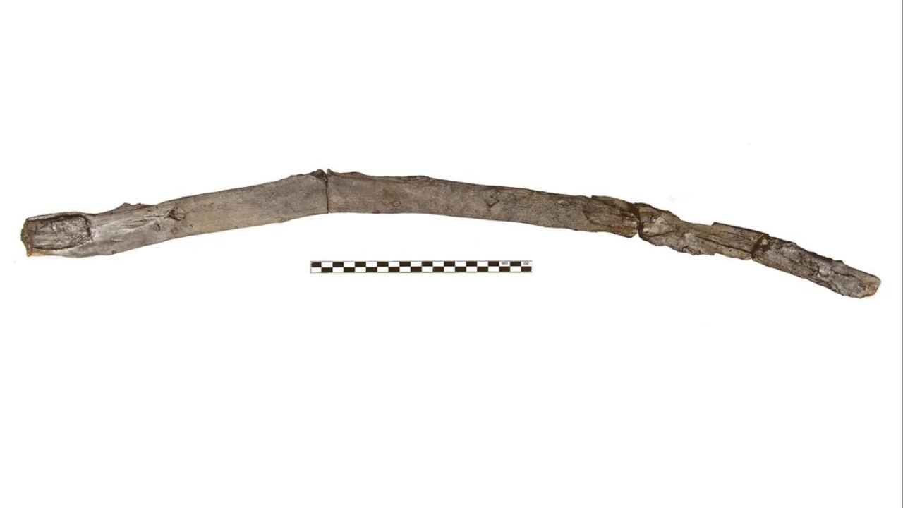 Arqueólogos desenterraram um pedaço de pau de 430 mil anos. 