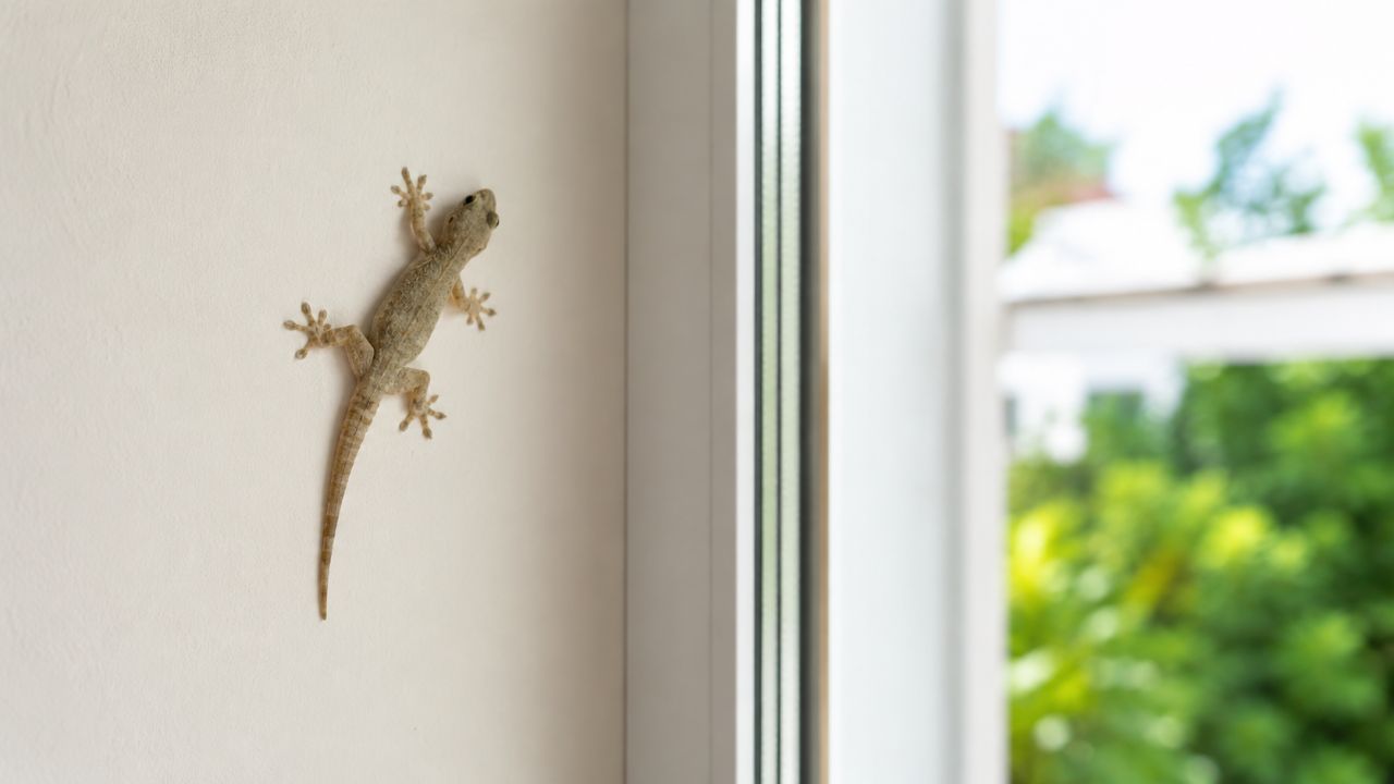 Lagartixas são mansas, não atacam humanos e ajudam no controle de insetos em casa.