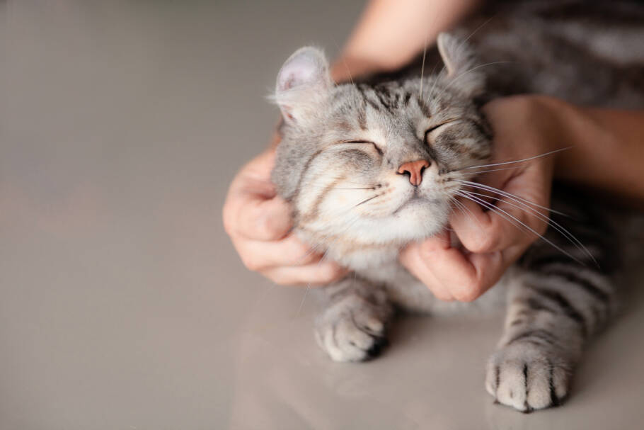 carinho em gato