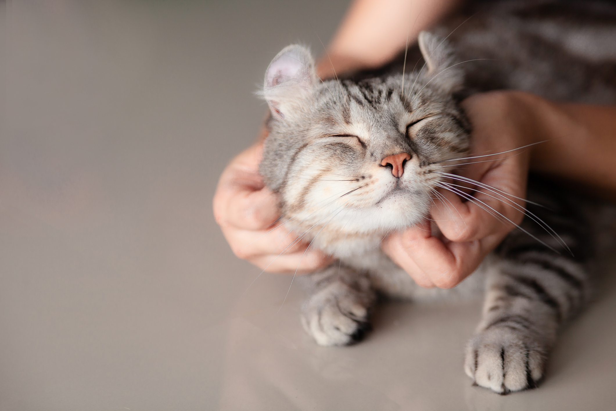 O que acontece no cérebro de um gato durante uma s