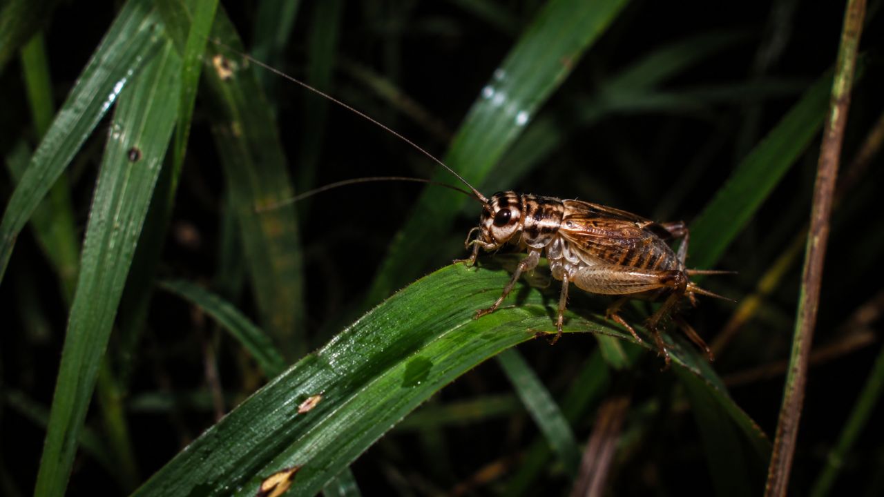 O som dos grilos é agudo, contínuo e rítmico, intensificando-se em noites quentes e úmidas.