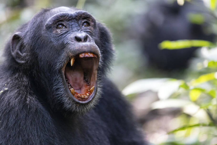 Sulcos antigos nos dentes humanos, antes considerados evidência de uso de palitos de dente, podem ser simplesmente resultado do desgaste natural