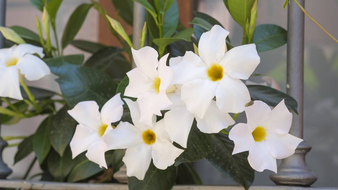Entenda por que a dipladênia suporta tanto calor e veja dicas de cultivo para manter a planta saudável e cheia de flores no verão e no inverno