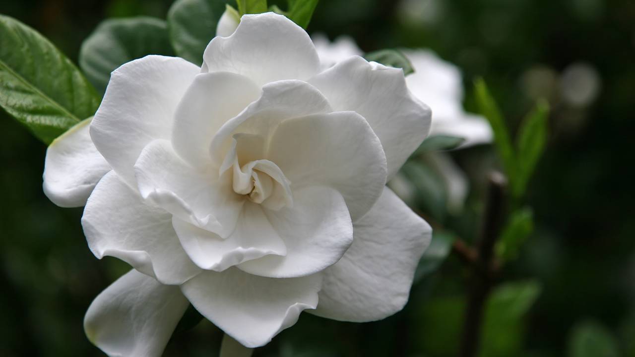 Vaso ideal, substrato adequado e iluminação correta: veja como cultivar gardênia e perfumar sua casa naturalmente.