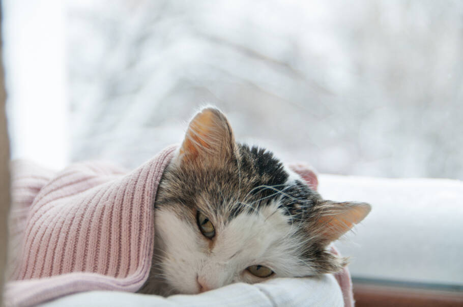 Saiba quais são os sinais de que seu gato está com frio