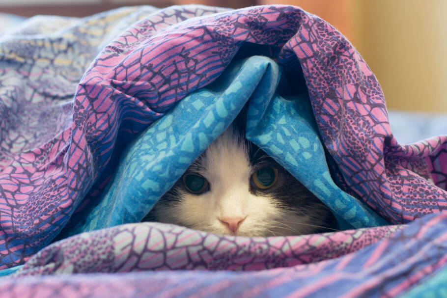 Gatos também sentem frio e podem sofrer desconforto durante os meses mais gelados