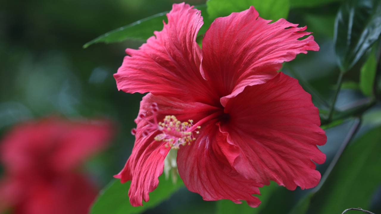 O hibisco pode transformar quintais, varandas e canteiros com flores marcantes durante boa parte do ano. Veja por quê.