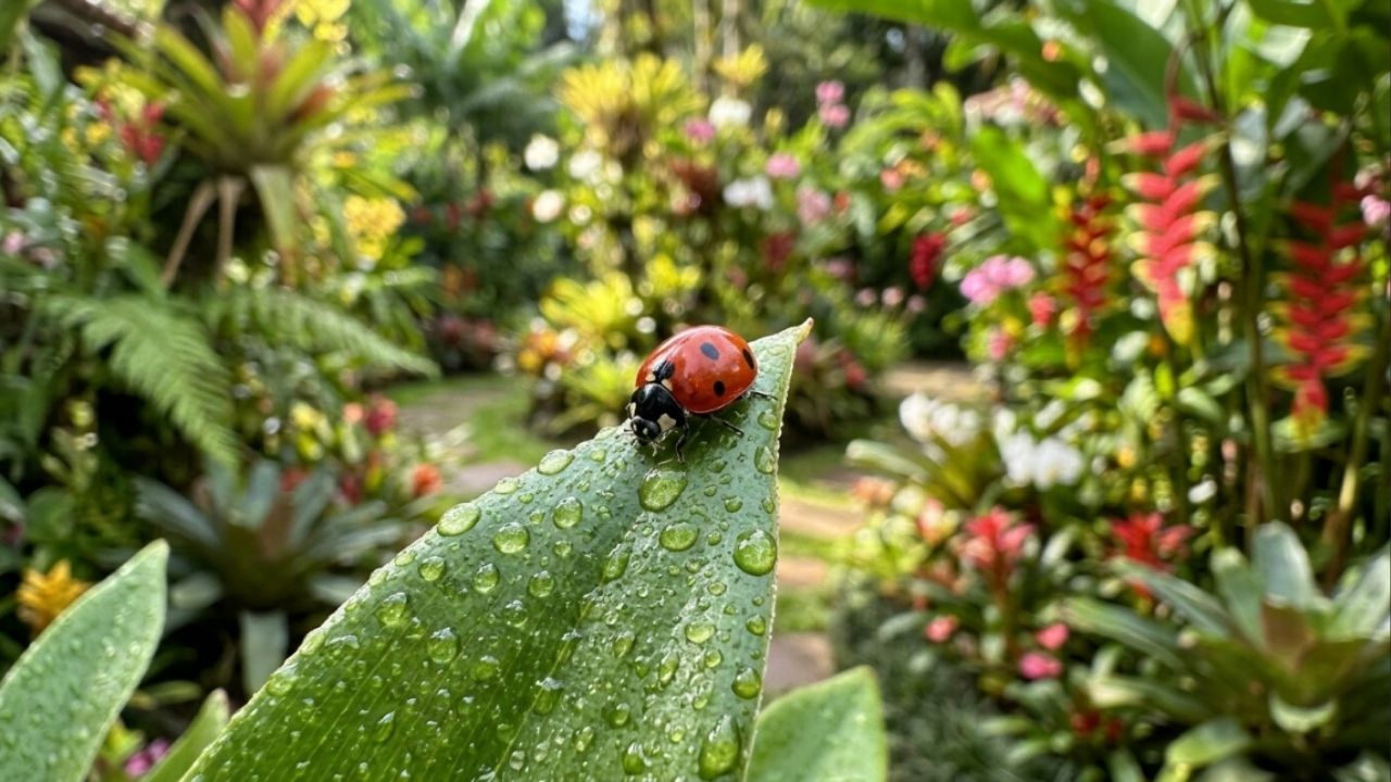 Se você vir uma joaninha caminhando pelas plantas 