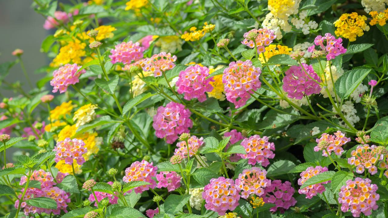 Quem busca uma planta perfumada e fácil de cuidar pode se surpreender com a lantana. Veja os cuidados que fazem a diferença.