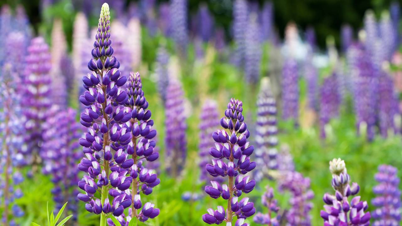 O lupino combina flores exuberantes, resistência natural e atração de polinizadores, tornando o jardim mais bonito e sustentável.