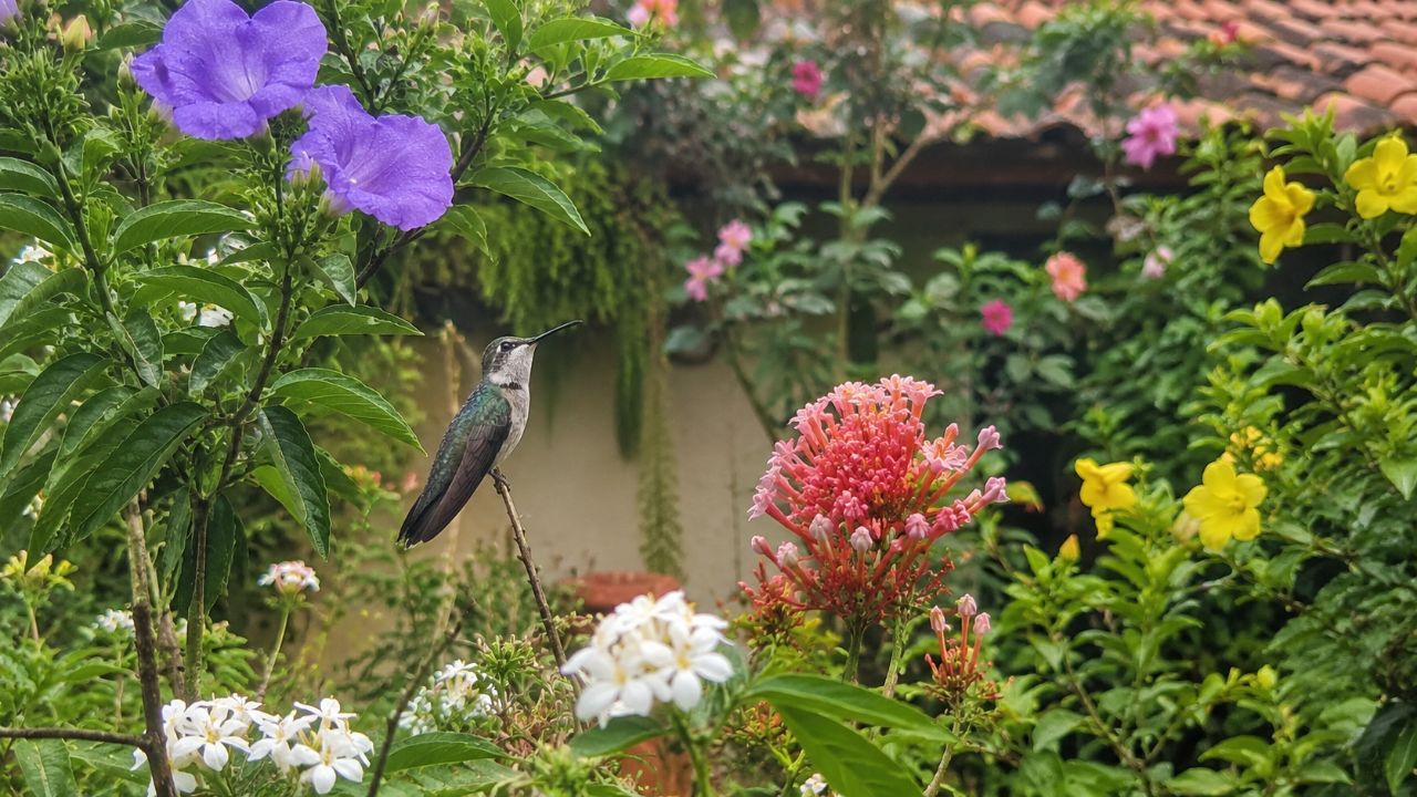 A presença de beija-flores indica equilíbrio ambiental e alta qualidade ecológica da região.