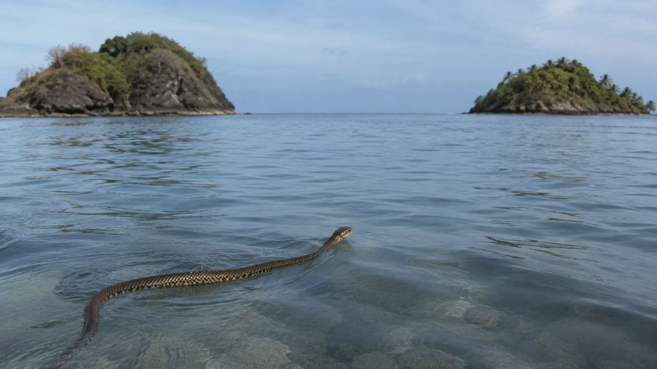 O comportamento de cobras nadando no mar mostra sua alta adaptação e a conexão entre ecossistemas.