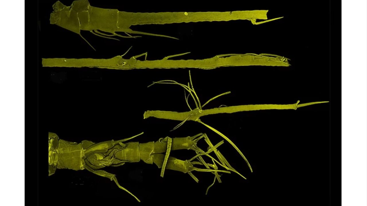 Um único espécime foi suficiente para que uma equipe de pesquisa descobrisse toda uma nova família de criaturas marinhas misteriosas. Créditos: (Foto/Suárez-Morales et al., CC BY)