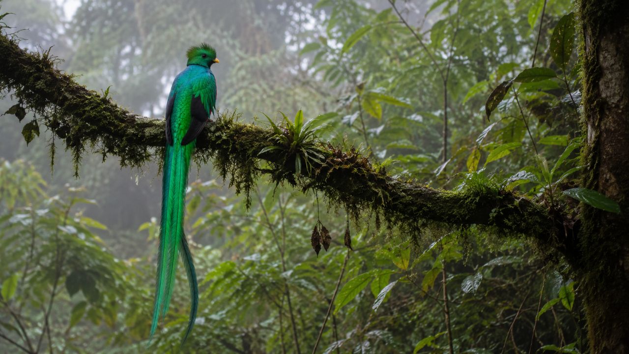 O quetzal habita florestas nubladas da América Central, essenciais para sua sobrevivência.