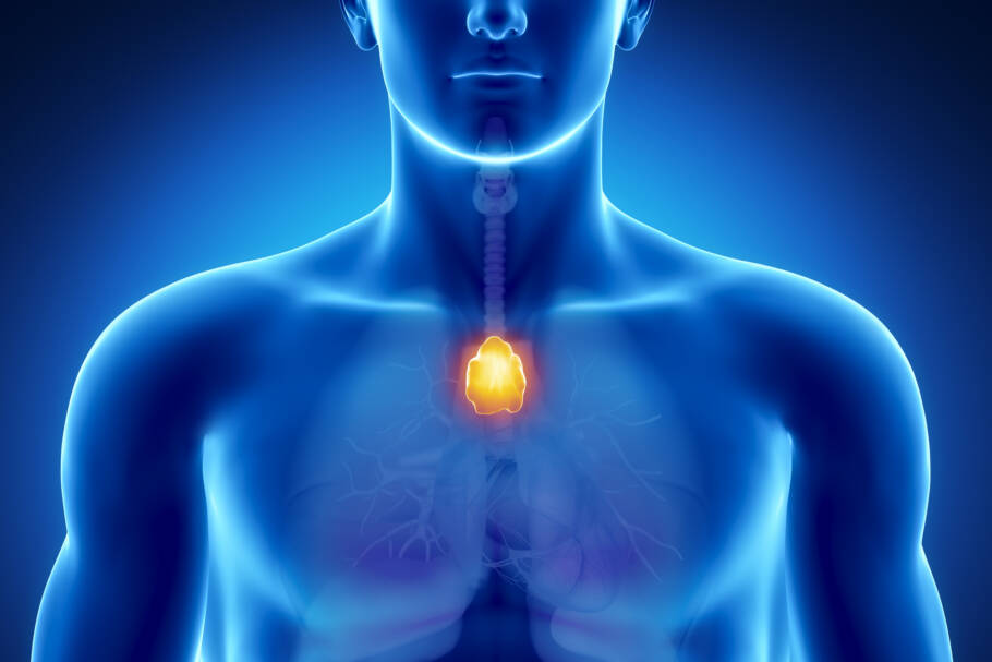 O mesmo órgão também foi associado a melhores respostas à imunoterapia contra o câncer
