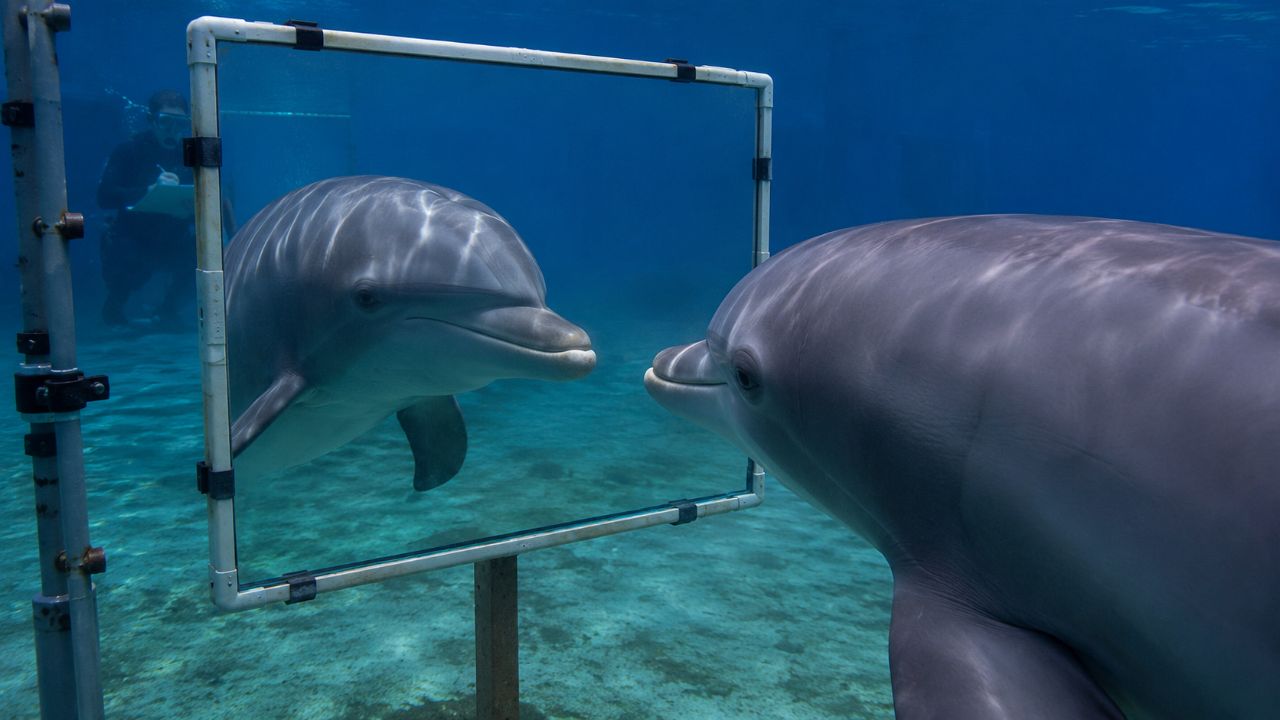 O autorreconhecimento dos golfinhos impulsionou as pesquisas sobre inteligência animal.