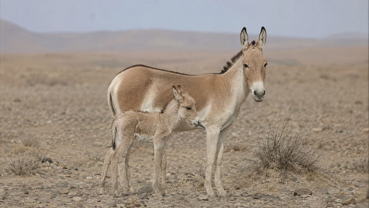 O burro selvagem asiático está criticamente ameaçado devido à perda de habitat e riscos climáticos.