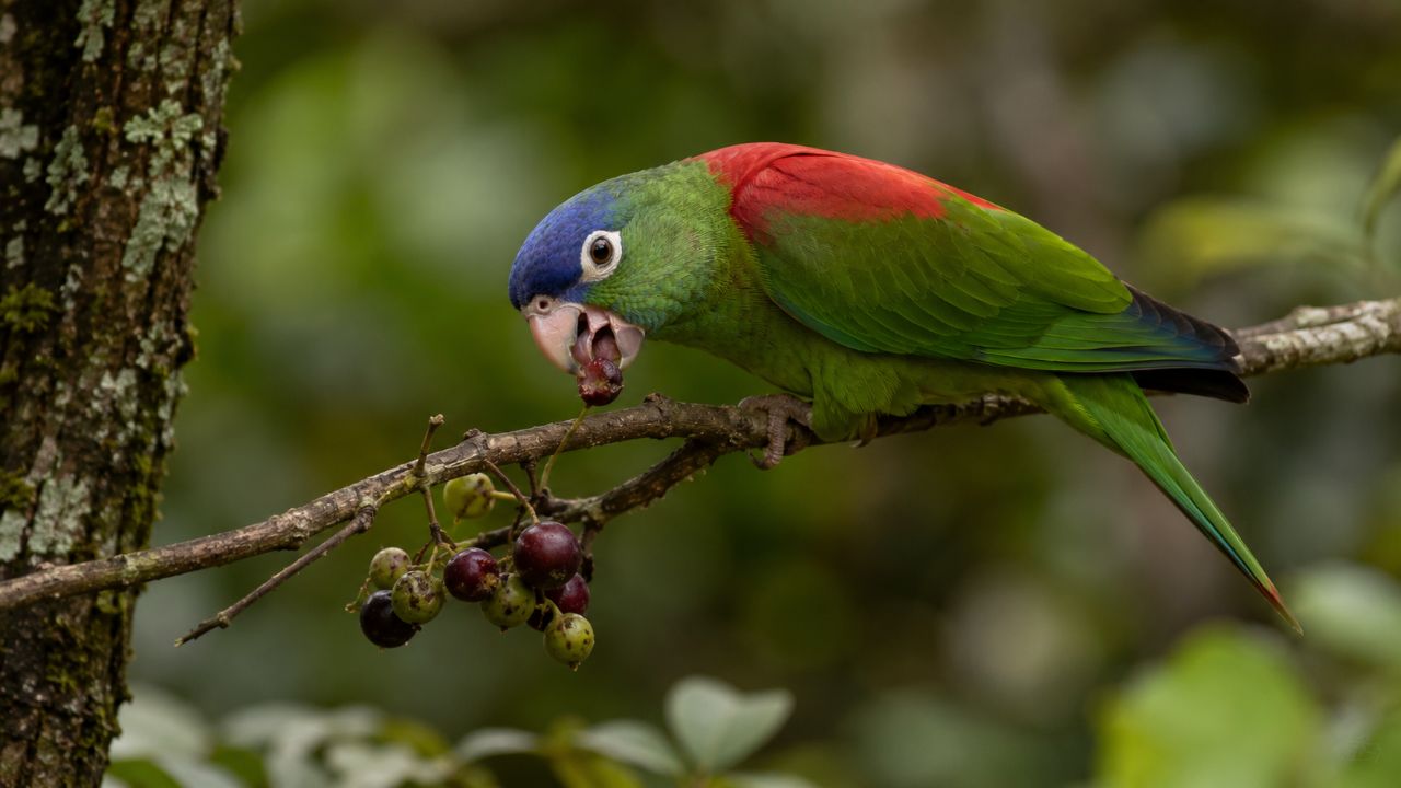 O retorno do maracanã-de-dorso-vermelho fortalece os processos naturais e a biodiversidade da Mata Atlântica.