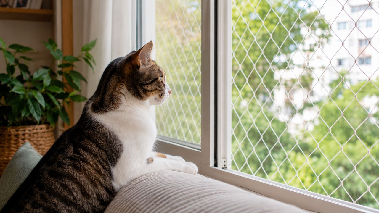 Manter gatos em casa com ambiente adaptado garante mais saúde, segurança e longevidade.