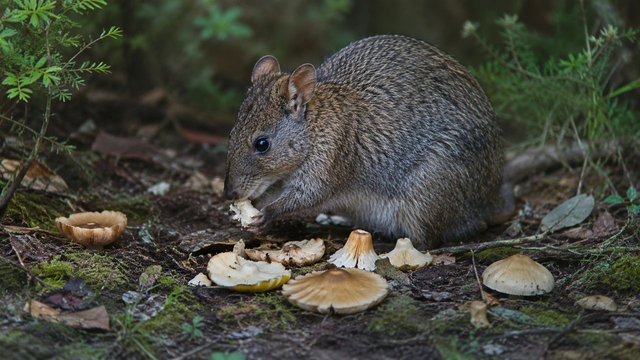 Com fungos sendo 90% de sua dieta, o potoroo de Gilbert depende deles e de solo seguro para sobreviver.