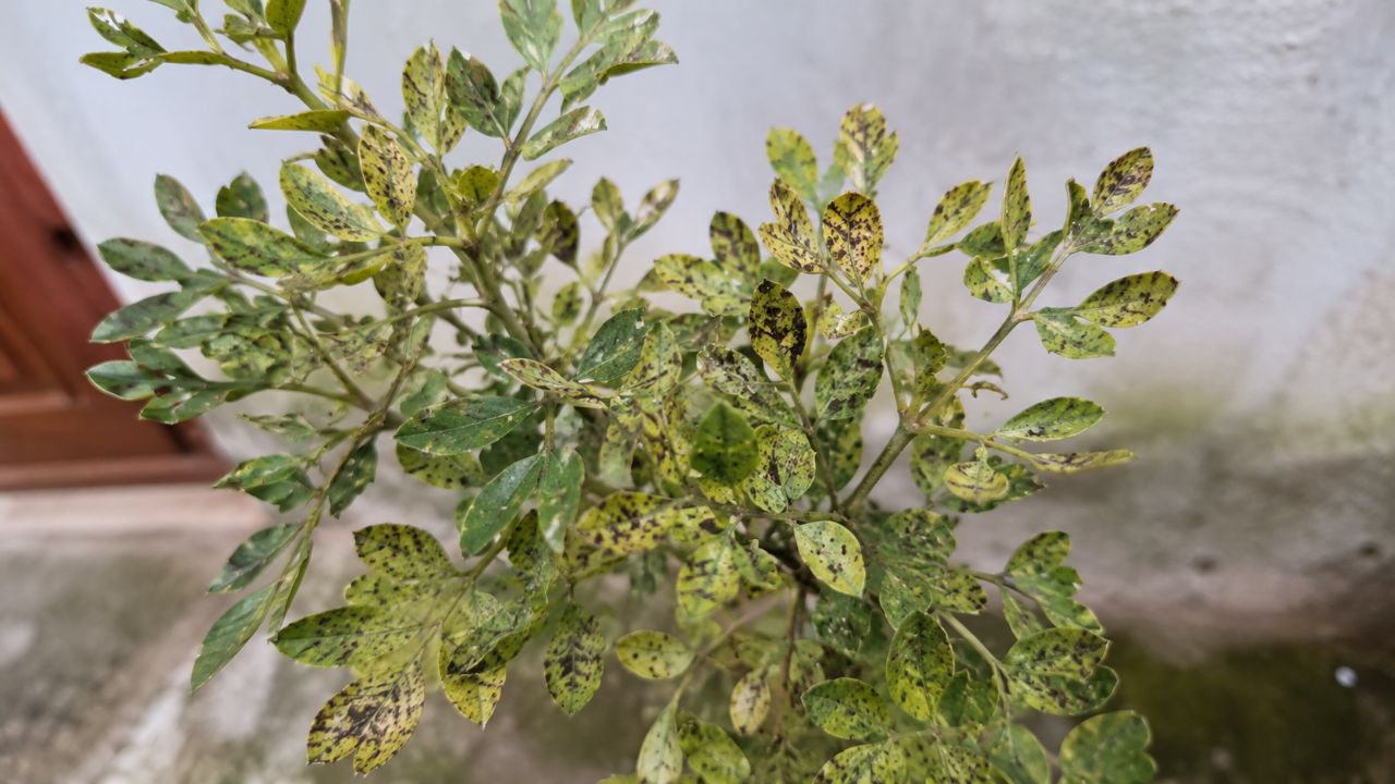 A troca da planta deve ser feita quando ela perde a cor e apresenta folhas secas ou caindo.