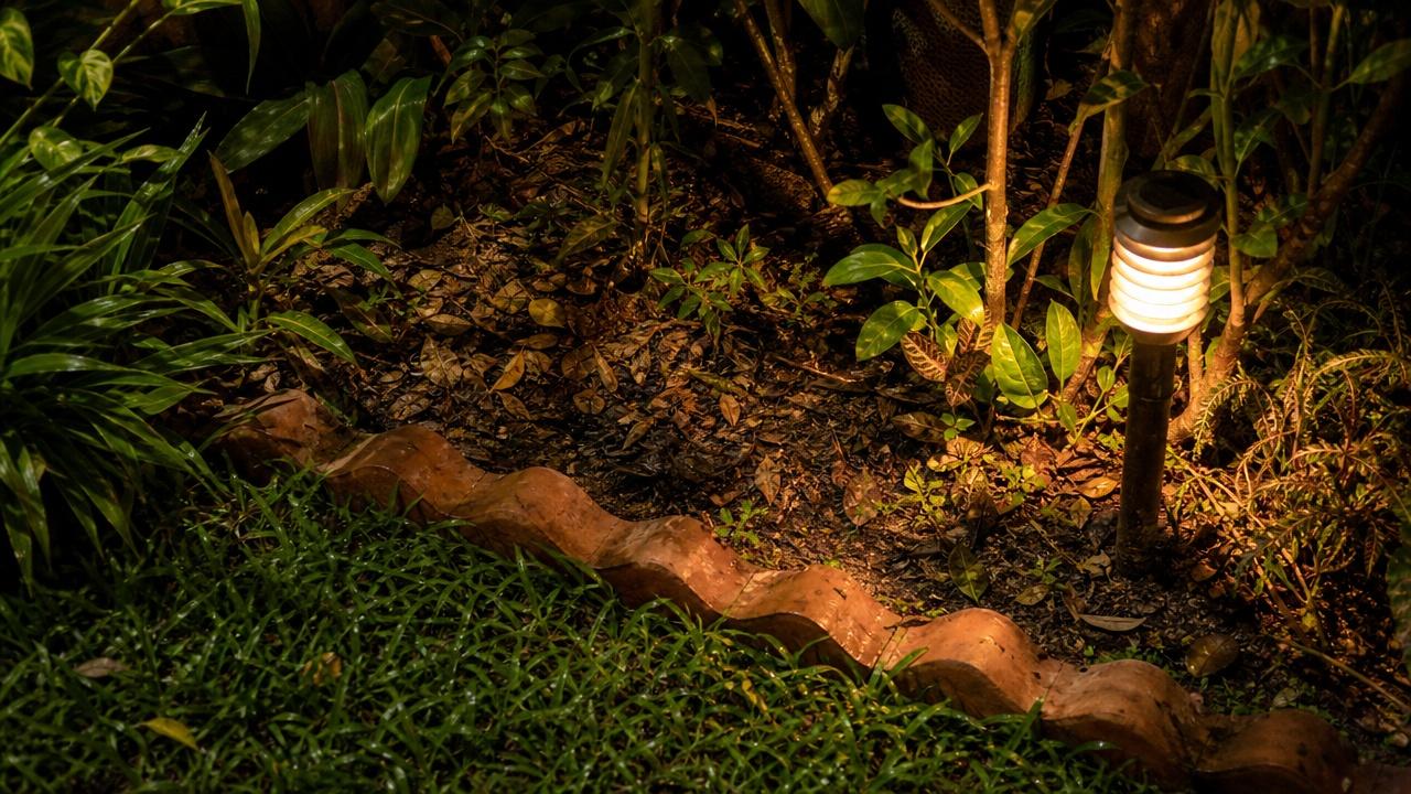 Solo úmido, folhas e luz discreta favorecem a presença dos vaga-lumes.