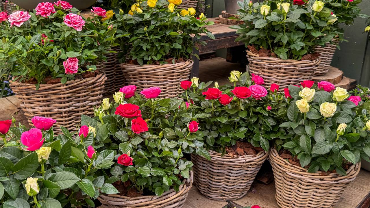 Quem busca um presente duradouro está apostando em plantas cheias de simbolismo. Algumas escolhas podem surpreender você.