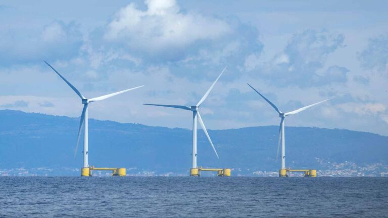Após oito anos de monitoramento, o WindFloat Atlantic provou ser um ponto crítico de biodiversidade, abrigando mais de 270 espécies, incluindo polvos.