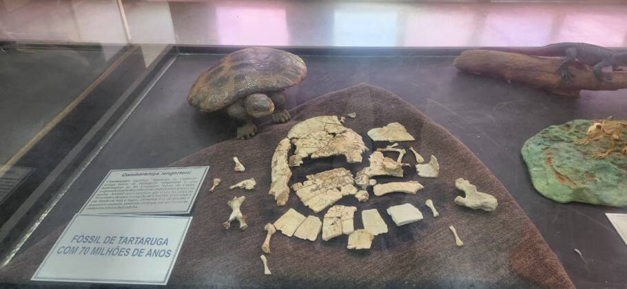 Fragmentos de uma tartaruga pré-histórica