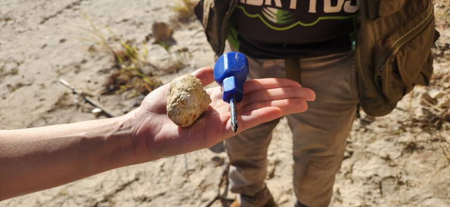 Fezes fossilizadas de dinossauros