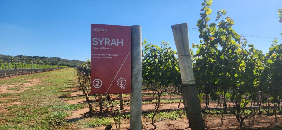 Syrah é uma das variedades plantadas pela vinícola Arpuro