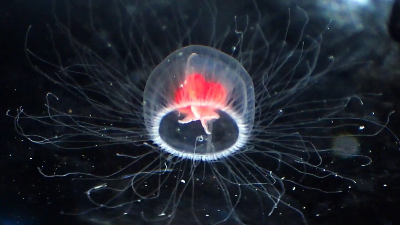 Especie de água-viva chamada de Turritopsis dohrnii