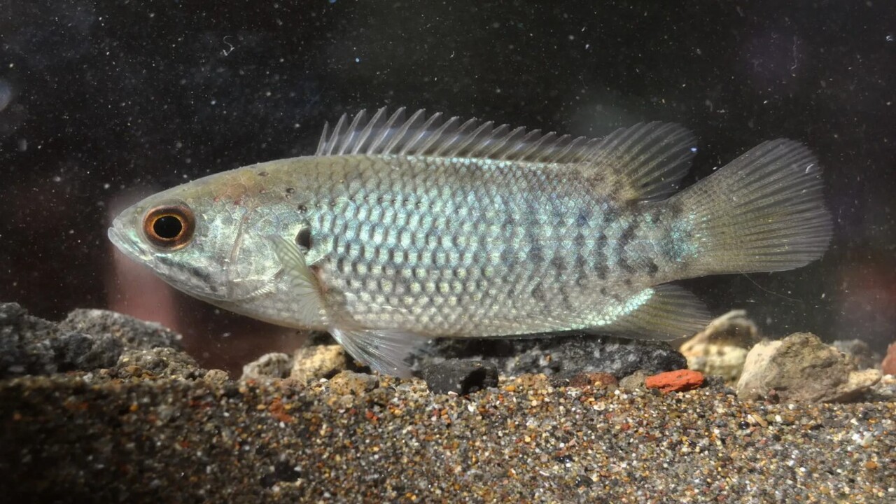 O peixe-caminhador é o nome popular do Anabas testudineus