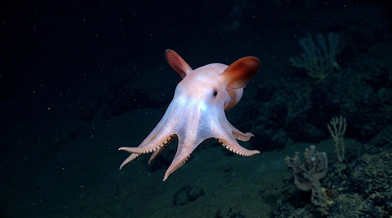 O Polvo-Dumbo pertence ao gênero Grimpoteuthis e recebeu esse apelido por causa das barbatanas laterais que lembram as orelhas do famoso elefante Dumbo