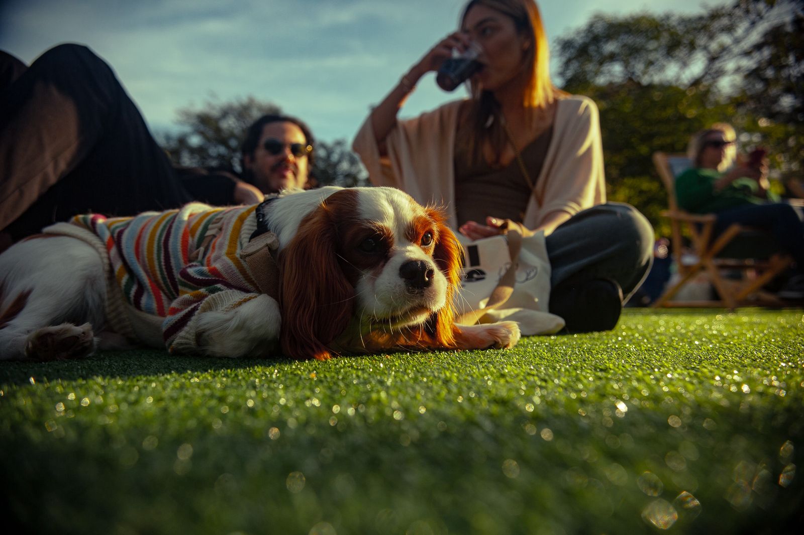 Durante o Festival Pet, os visitantes poderão conhecer os espaços de Pedigree® e Dreamies™, participar das experiências interativas e receber amostras de produtos das marcas