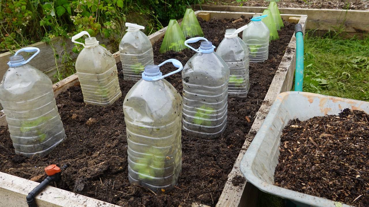 O truque da garrafa plástica cortada cria uma proteção para mudas e melhora o desenvolvimento inicial das plantas.