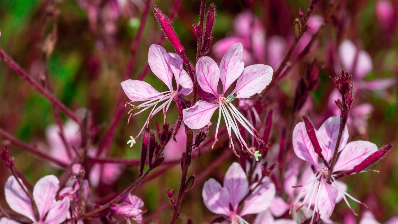 A gaura combina resistência ao calor, baixa manutenção e flores delicadas. Veja como cultivar essa espécie ornamental no jardim.