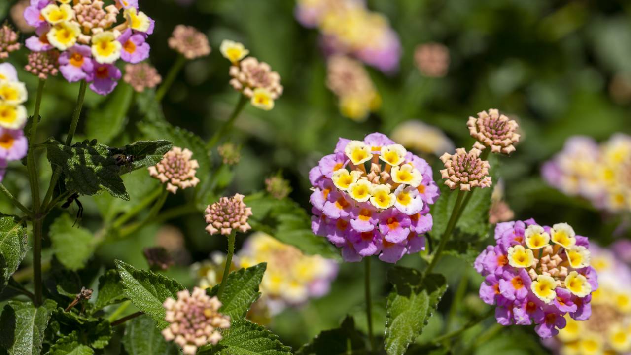 Saiba como cuidar da lantana e aproveite uma floração prolongada com uma planta de baixa manutenção.