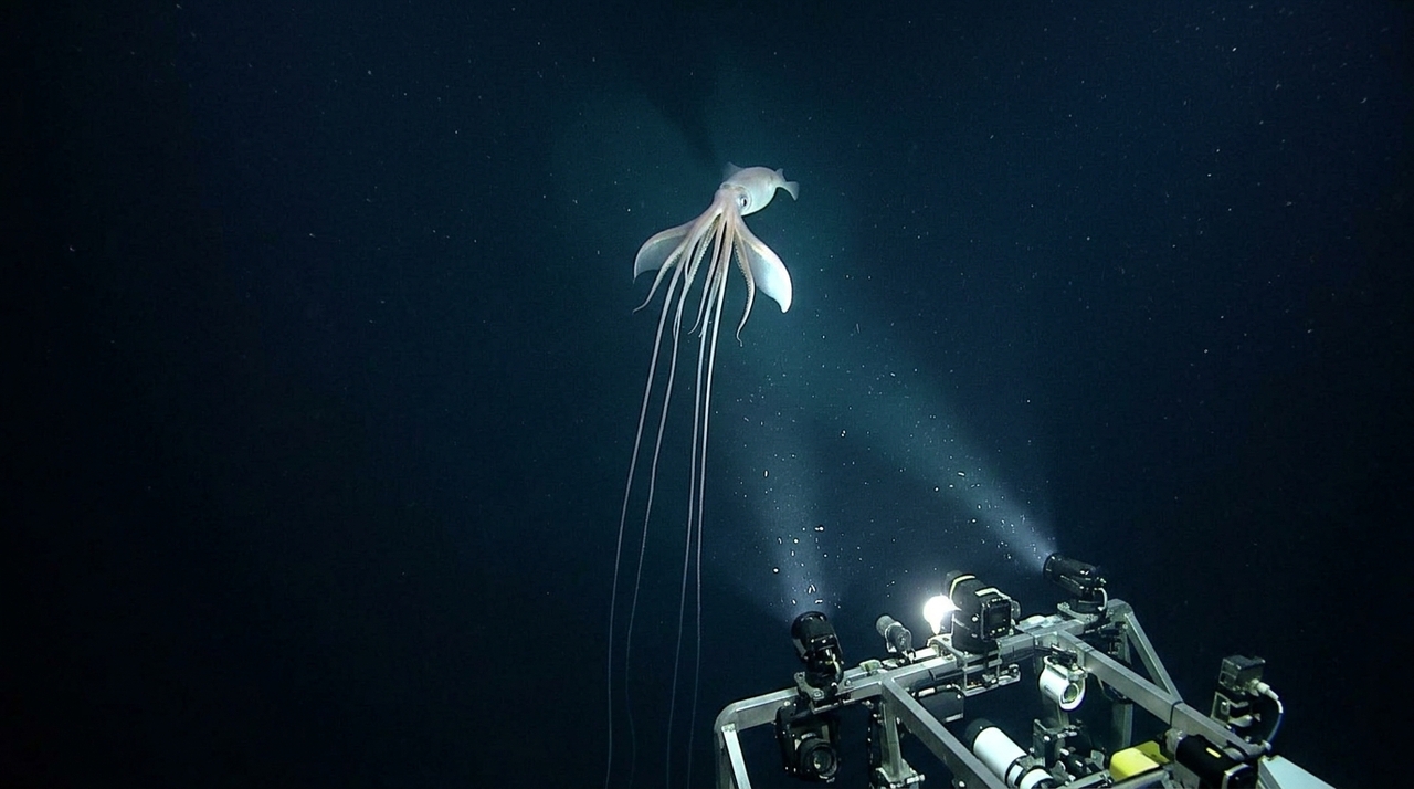 O registro foi realizado por um veículo operado remotamente (ROV), utilizado em operações submarinas profundas.