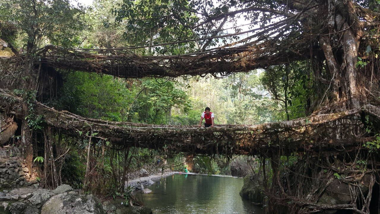 As pontes de raízes vivas, em Meghalaya, no nordeste da Índia, impressionam por unir engenharia natural e tradição