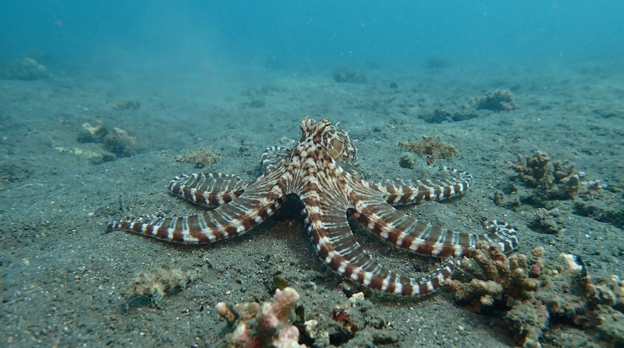 Conhecido cientificamente como Thaumoctopus mimicus, o animal ganhou atenção científica após ser observado na Indonésia no fim dos anos 1990.