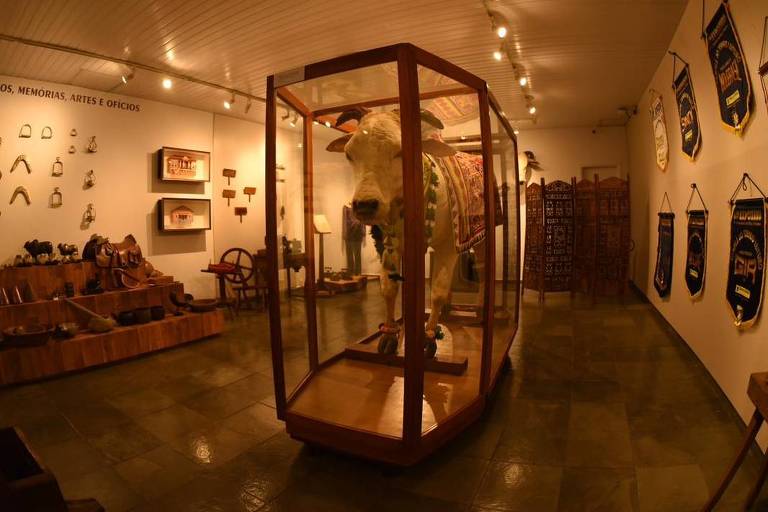 Touro karvadi que chegou ao Brasil na década de 1960; animal foi embalsamado e está exposto no Museu do Zebu
