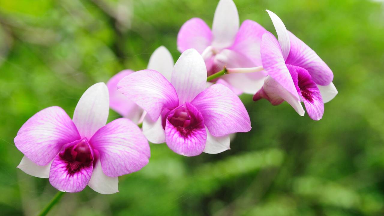 As cascas de ovo ajudam as orquídeas? Entenda os benefícios, limitações e a forma correta de aplicação no vaso.