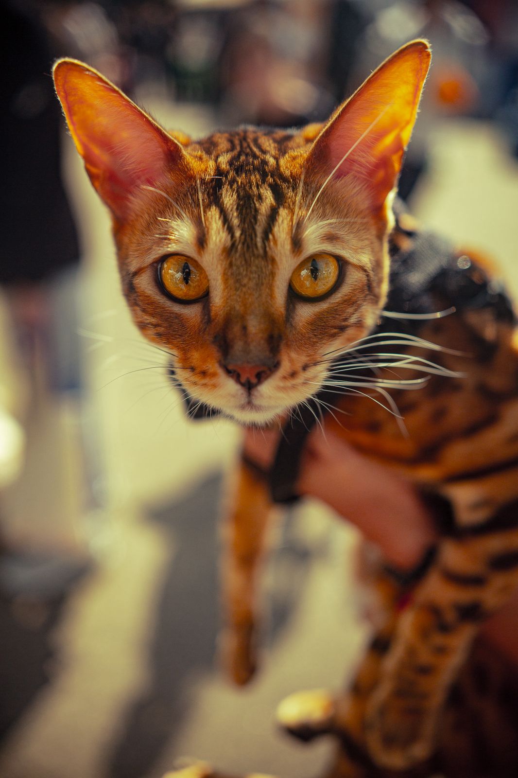 Os gatos também terão espaço de destaque no Festival Pet com uma ativação inspirada na campanha “Quero ser Mimado como um Cão”