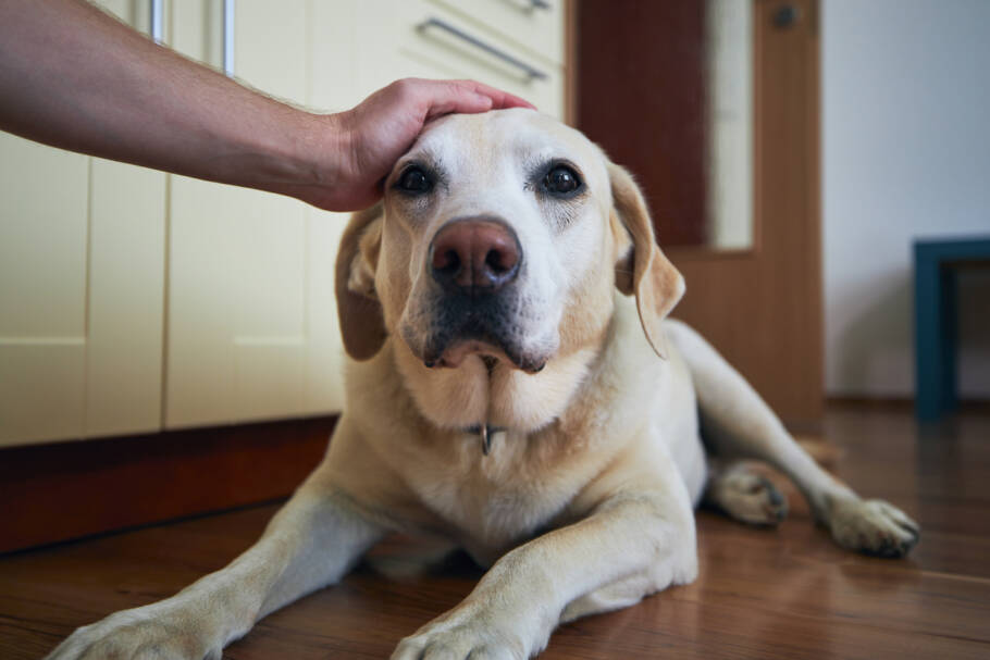 O envelhecimento de cães e gatos exige acompanhamento veterinário preventivo