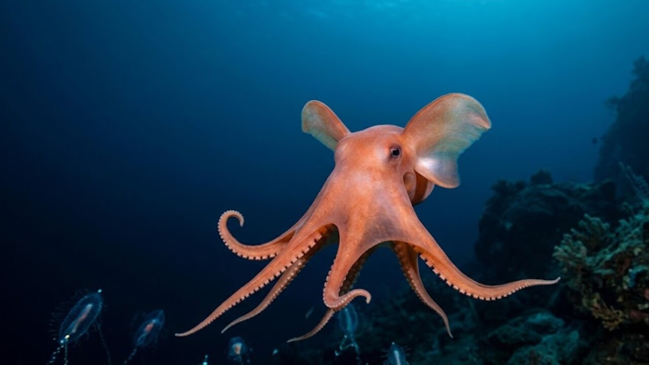 O Polvo-Dumbo é o nome dado a um dos animais mais curiosos dos oceanos